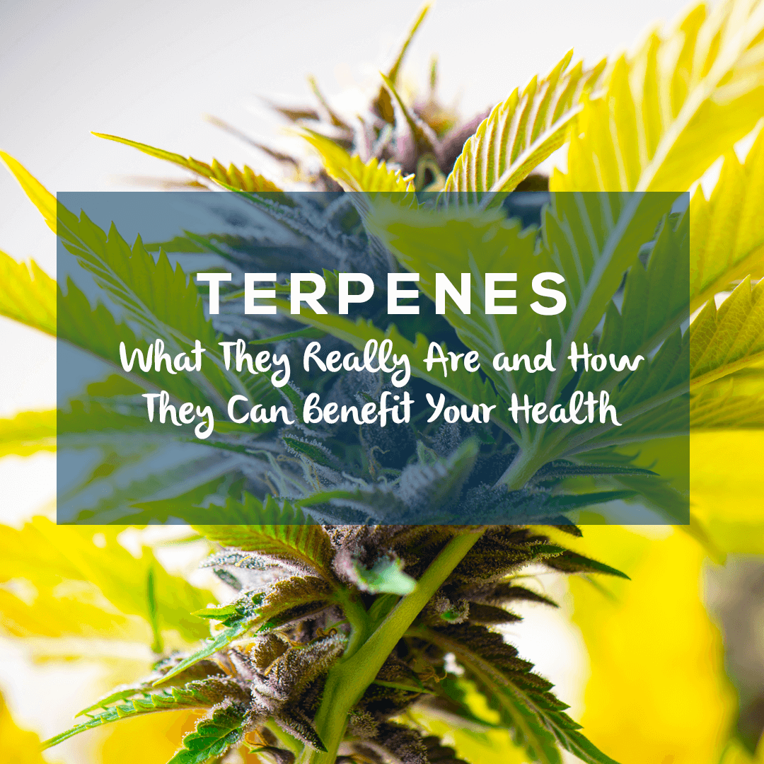Terpenes: What They Really Are and How They Can Benefit Your Health