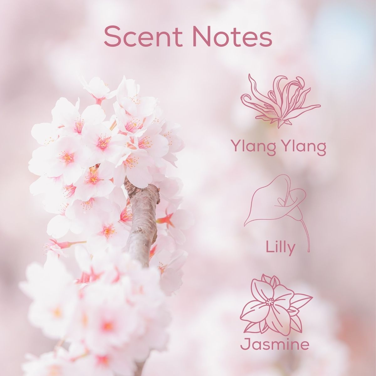 Cherry Blossom scent notes graphic featuring soft pink blossoms with floral notes of ylang ylang, lily, and jasmine.