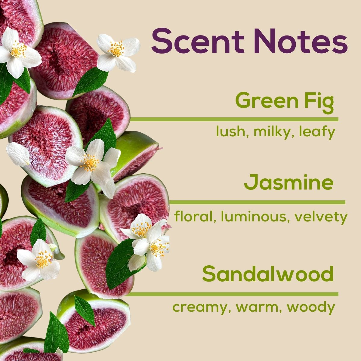 Scent Notes graphic featuring sliced green figs and white jasmine flowers on a beige background, listing fragrance notes of green fig, jasmine, and sandalwood with descriptive scent qualities.