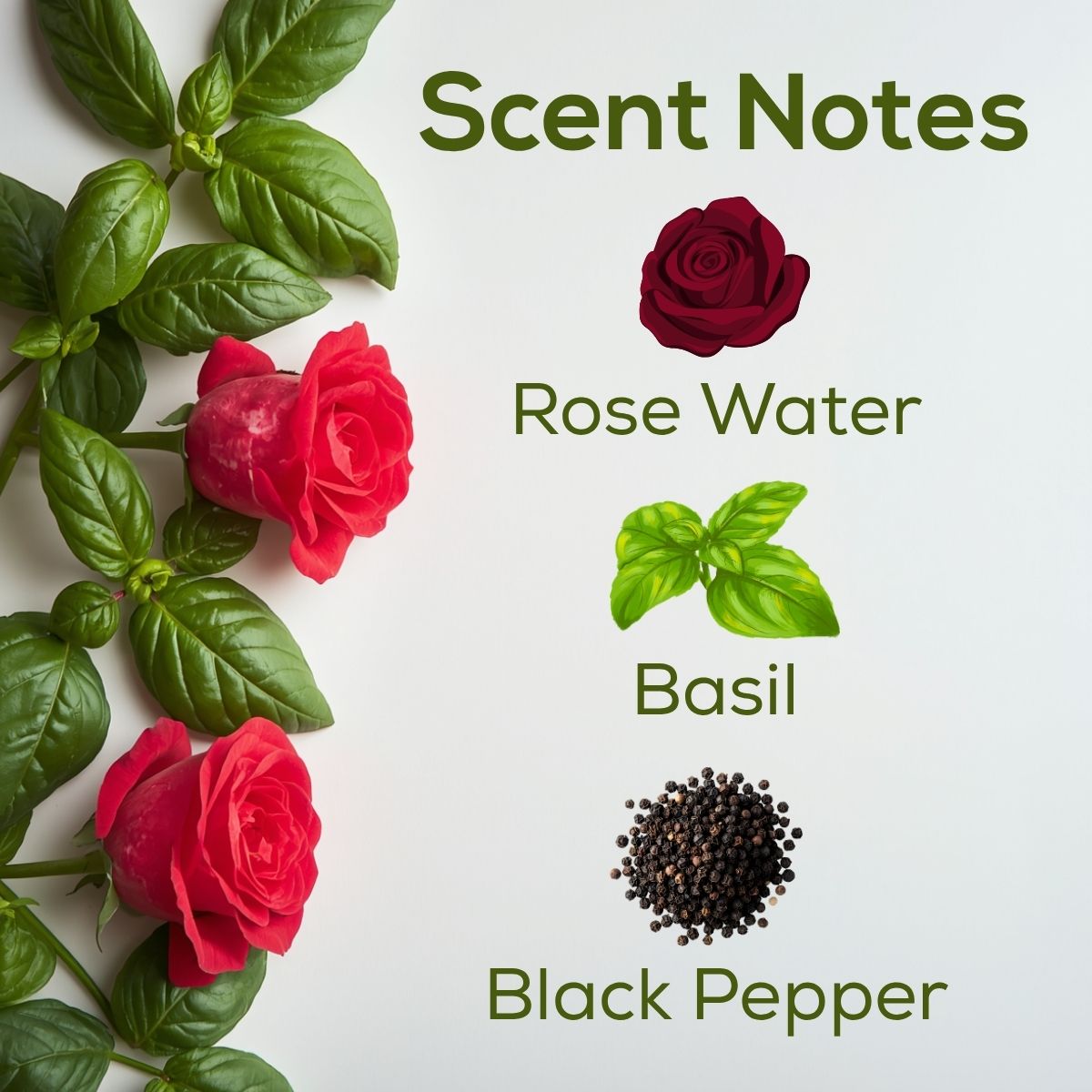 Sweet Rose & Basil scent notes graphic featuring red roses, fresh basil leaves, and scent notes of rose water, basil, and black pepper.