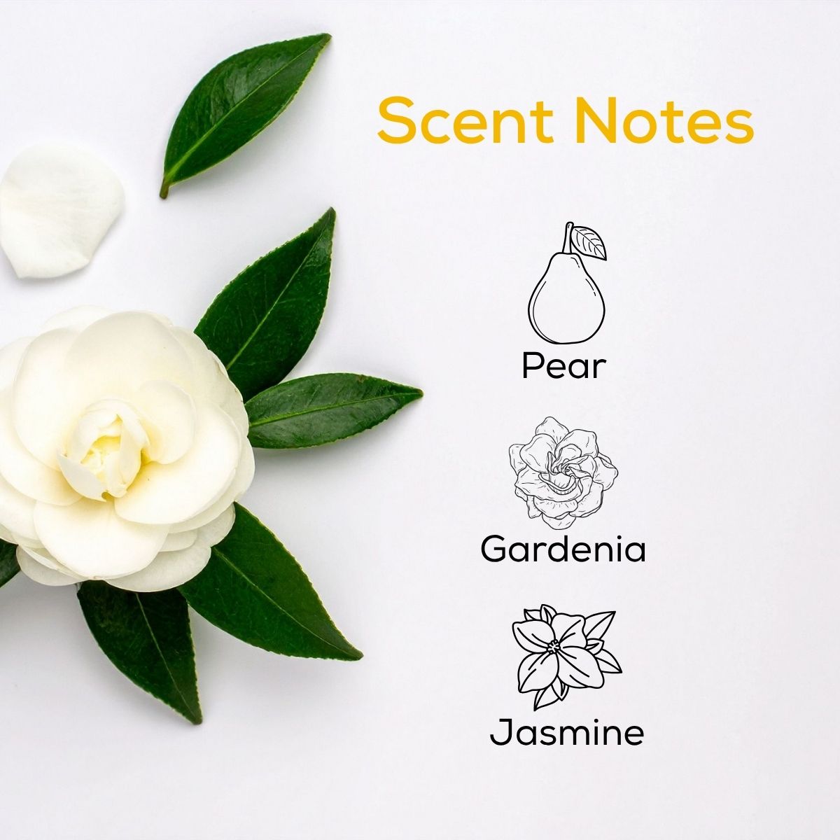 Scent notes graphic with a white gardenia flower and green leaves on a clean white background, listing Pear, Gardenia, and Jasmine.