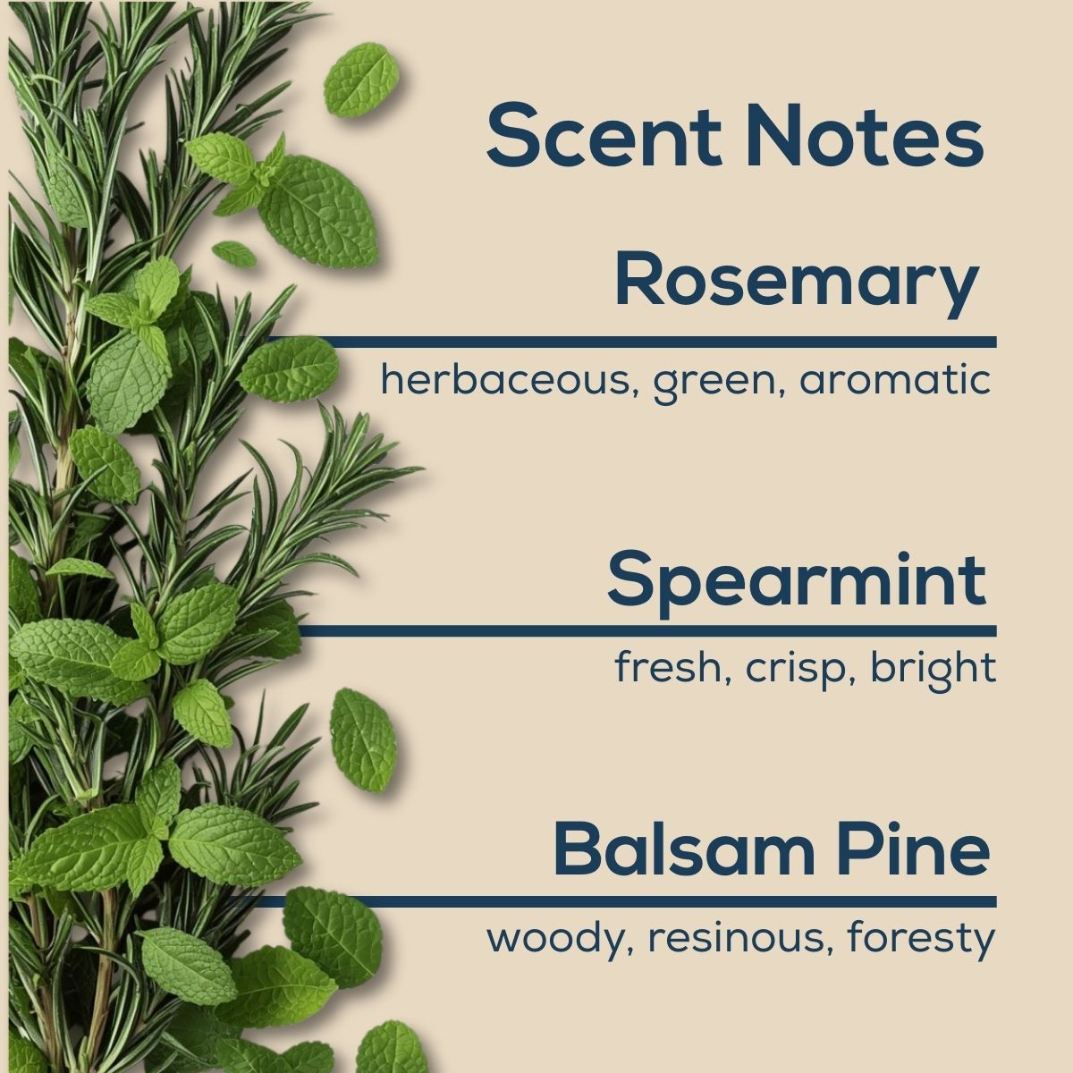 Scent Notes graphic featuring rosemary sprigs and mint leaves on a beige background, listing fragrance notes of rosemary, spearmint, and balsam pine with descriptive scent qualities.