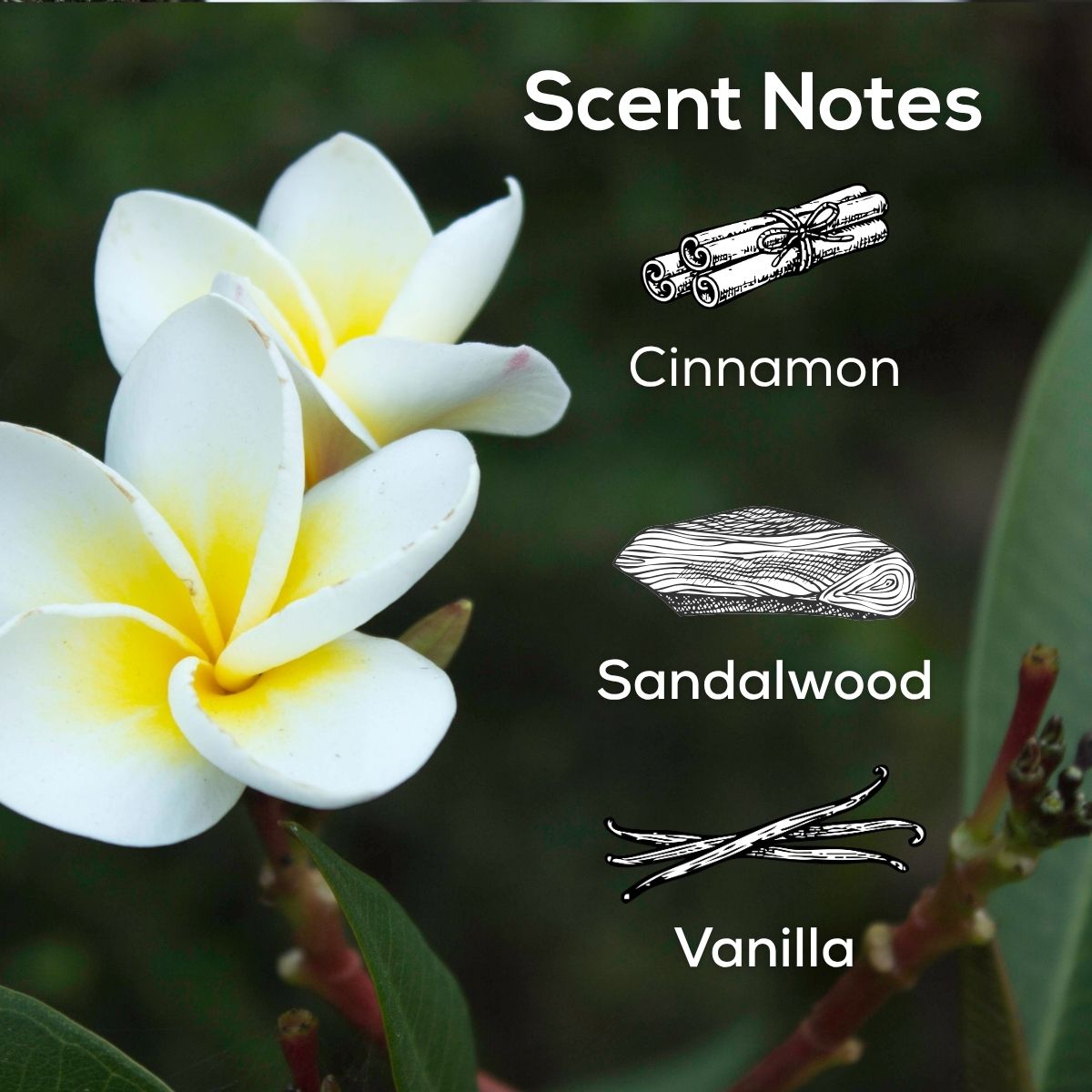 Scent notes graphic featuring white-and-yellow plumeria flowers against a dark green background, with scent notes listed as Cinnamon, Sandalwood, and Vanilla.