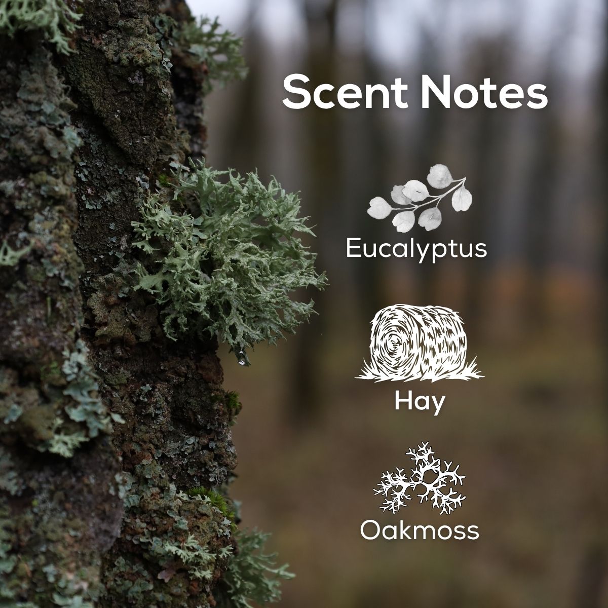 Scent notes graphic featuring pale green oakmoss growing on tree bark in a woodland setting, with scent notes listed as Eucalyptus, Hay, and Oakmoss.