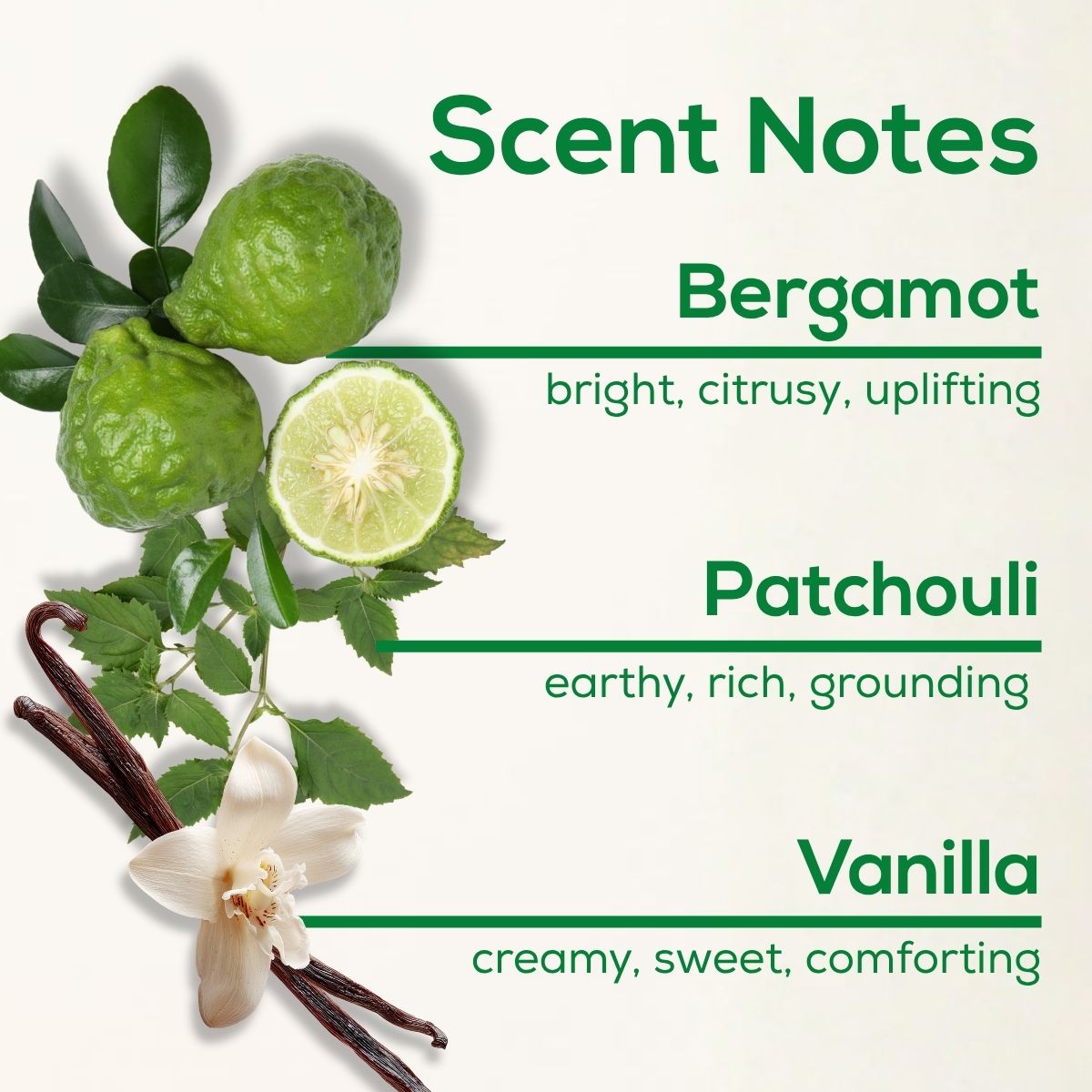 Scent notes graphic with bergamot, patchouli leaves, vanilla beans, and a vanilla flower, listing fragrance notes: Bergamot—bright, citrusy, uplifting; Patchouli—earthy, rich, grounding; Vanilla—creamy, sweet, comforting.