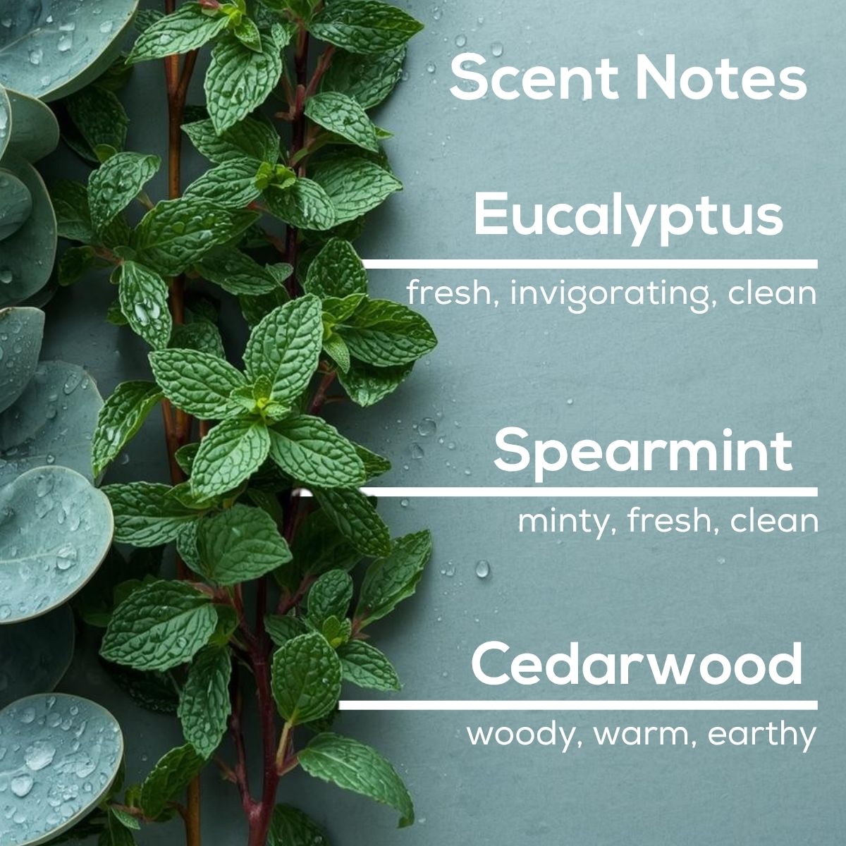 Eucalyptus Spearmint scent notes graphic featuring eucalyptus and mint leaves with notes of eucalyptus, spearmint, and cedarwood.